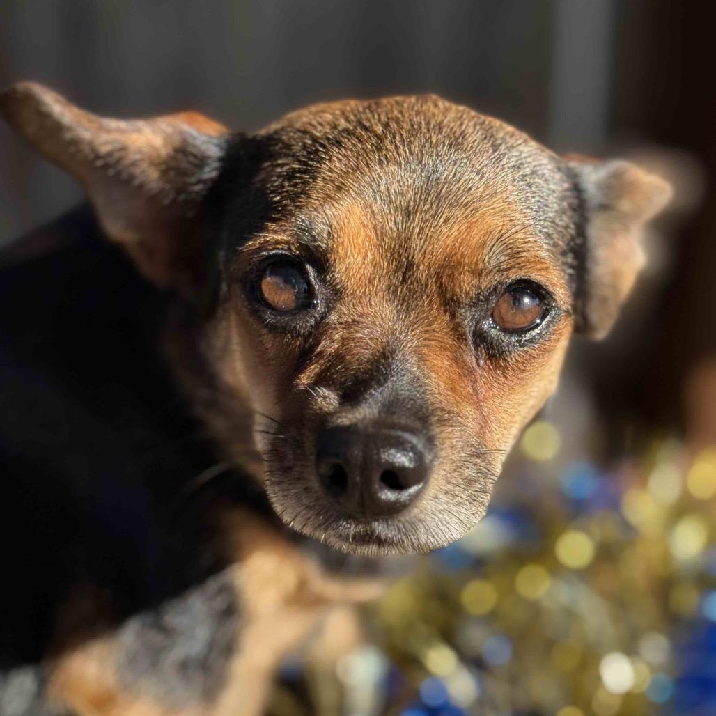 Enlarge Hollybelle, a Adoptable Chihuahua in Wahiawa, HI image 1/4