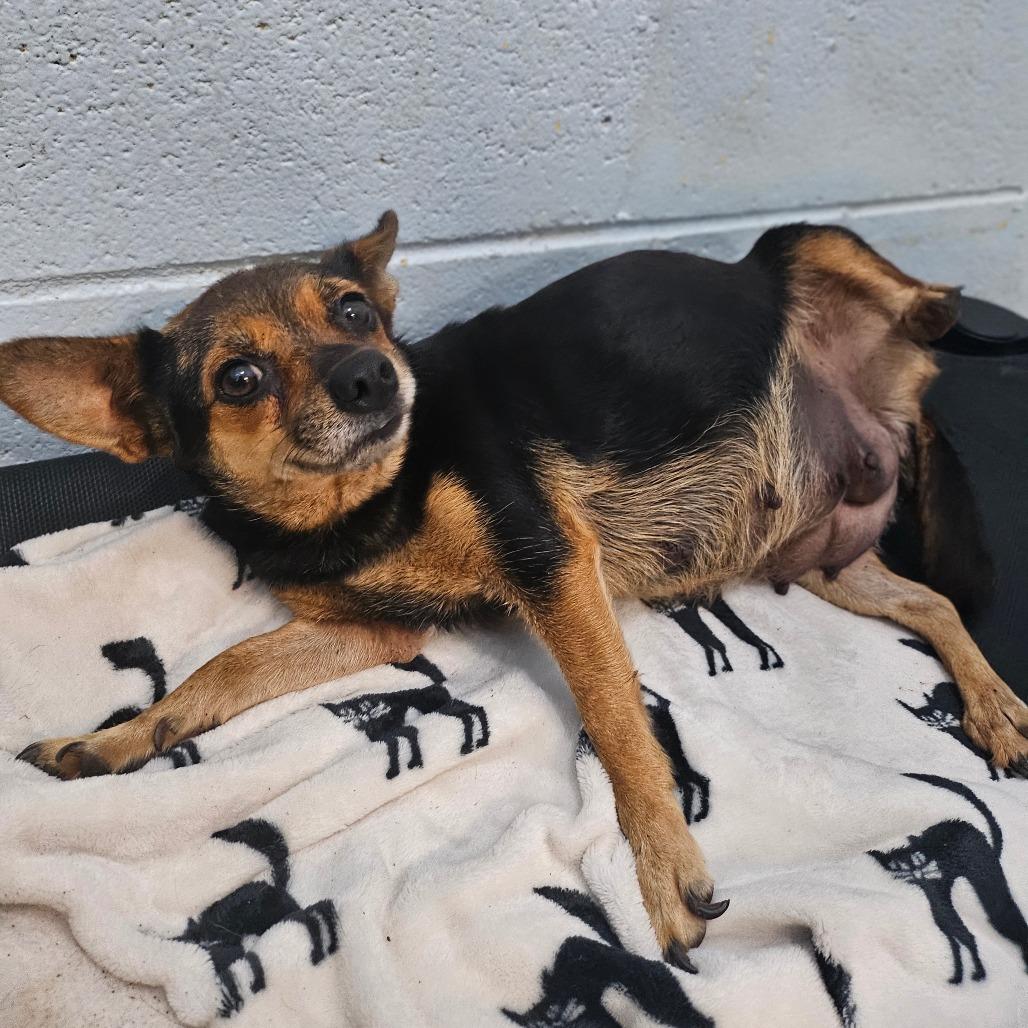 Enlarge Hollybelle, a Adoptable Chihuahua in Wahiawa, HI image 3/4