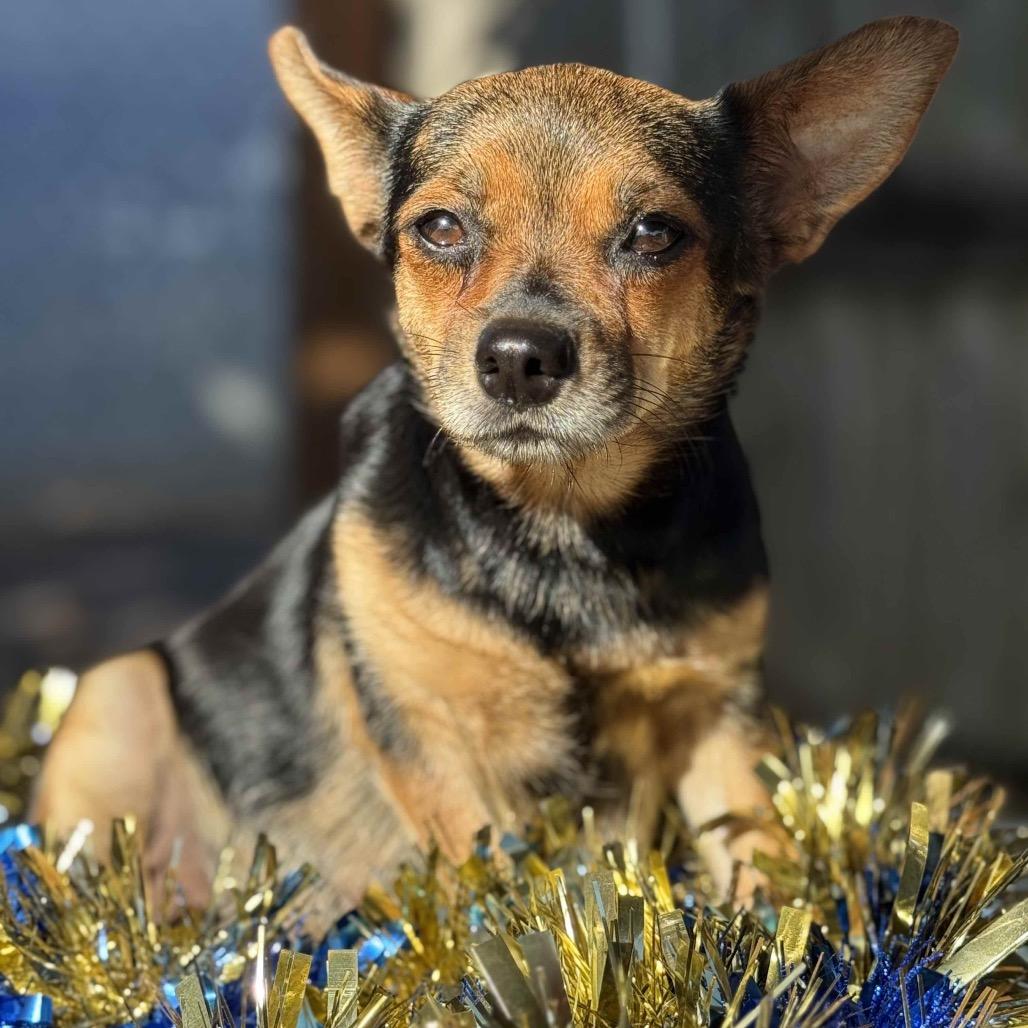 Enlarge Hollybelle, a Adoptable Chihuahua in Wahiawa, HI image 4/4