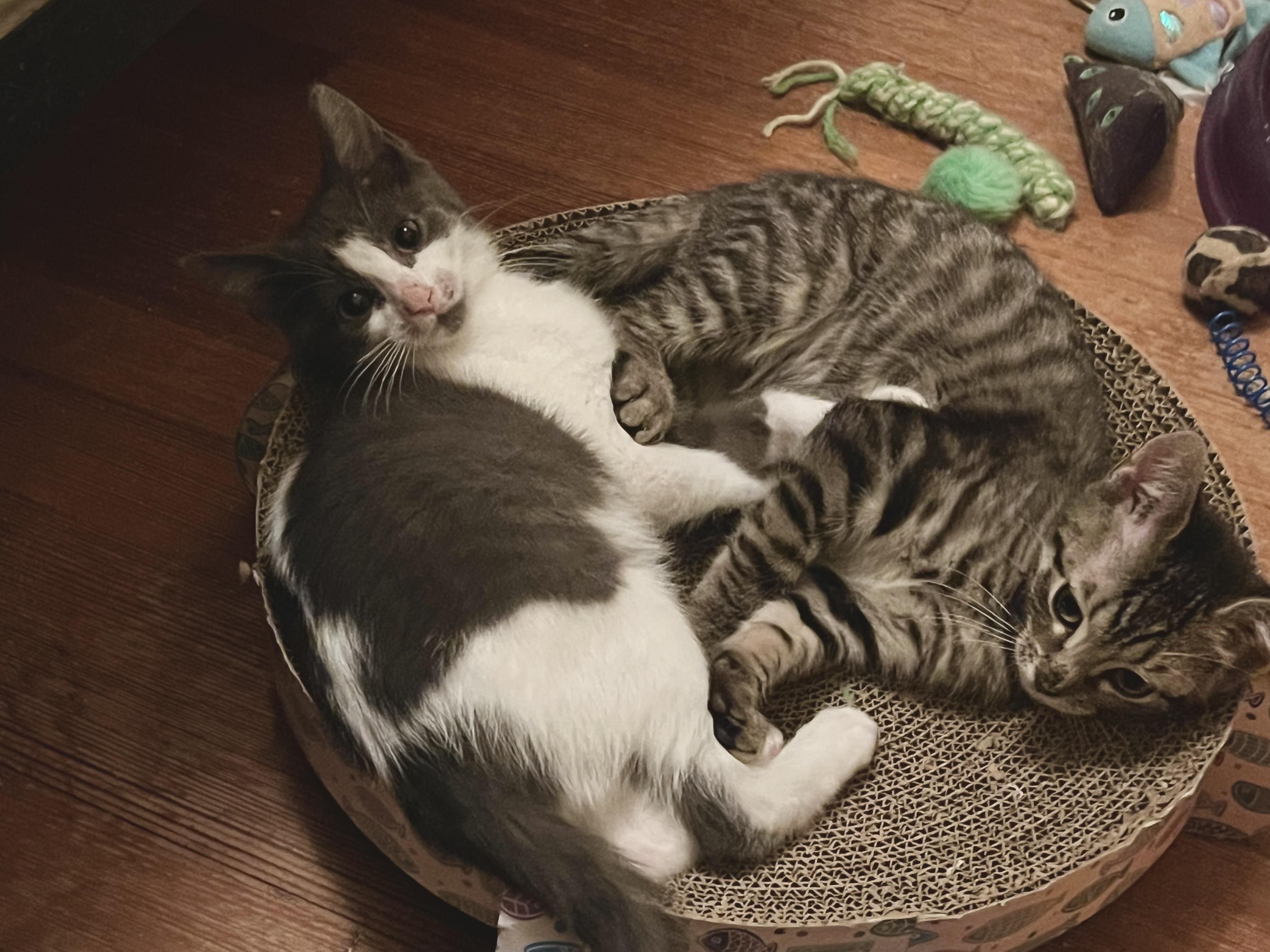 Enlarge Marie, a Adoptable Domestic Short Hair in Hoboken, NJ image 3/4