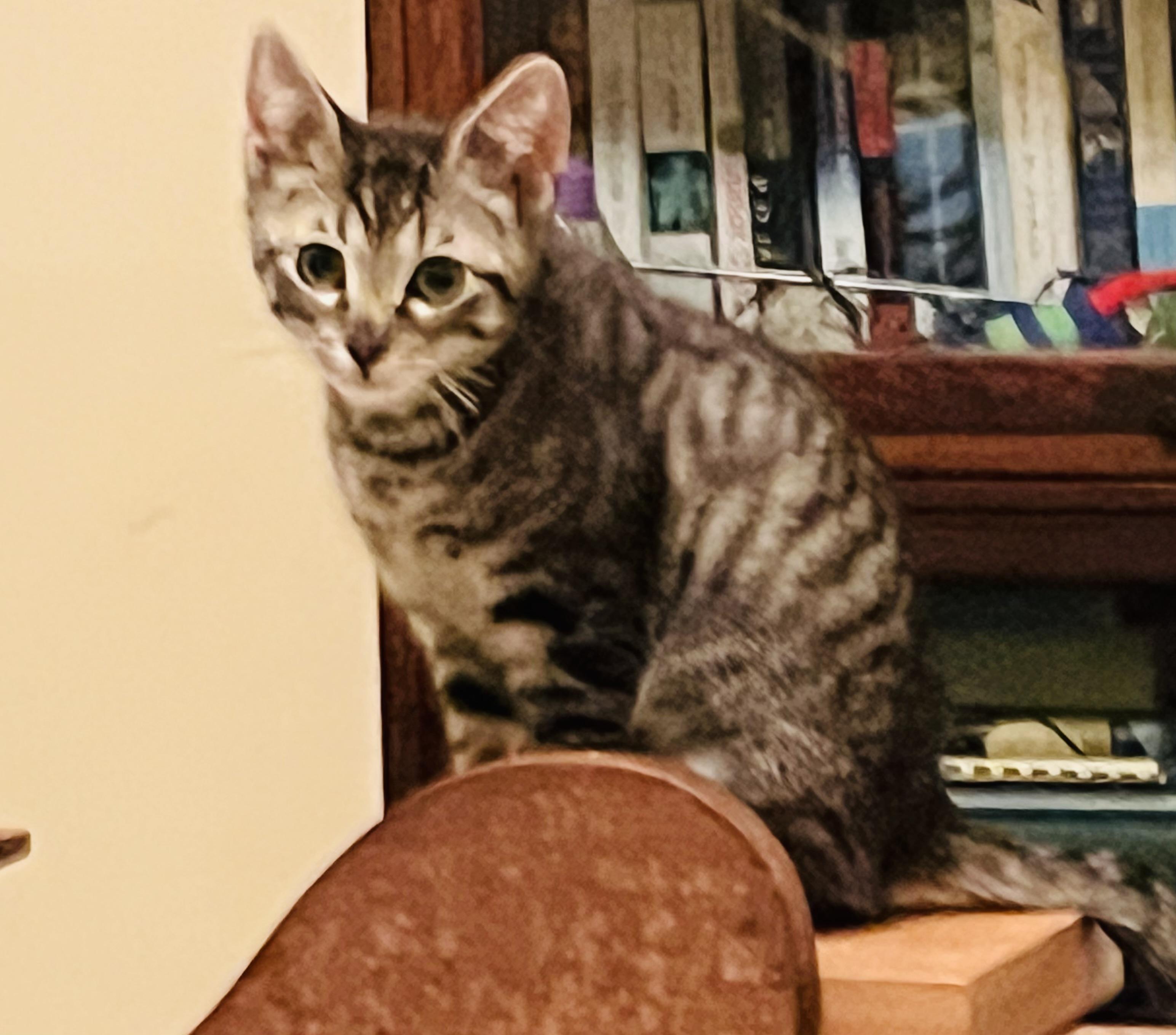 Enlarge Marie, a Adoptable Domestic Short Hair in Hoboken, NJ image 2/4