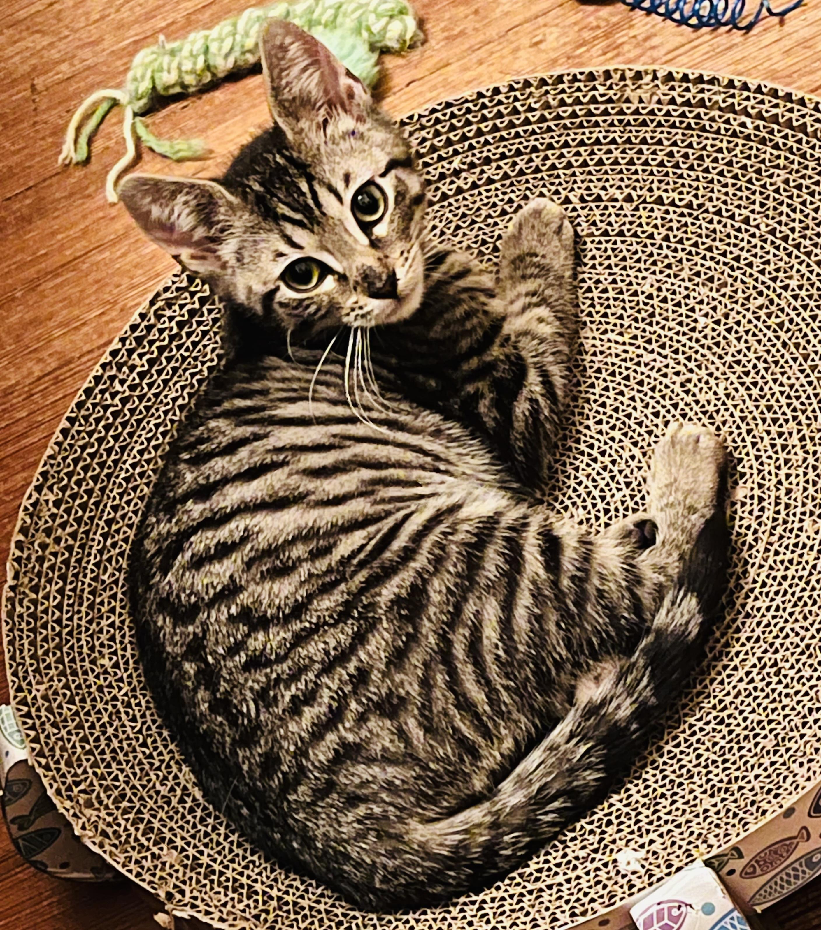 Enlarge Marie, a Adoptable Domestic Short Hair in Hoboken, NJ image 1/4