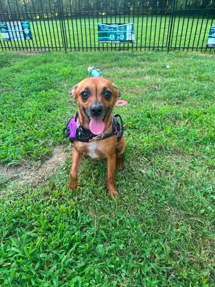 Summer, Adoptable, Adult Female Chihuahua.