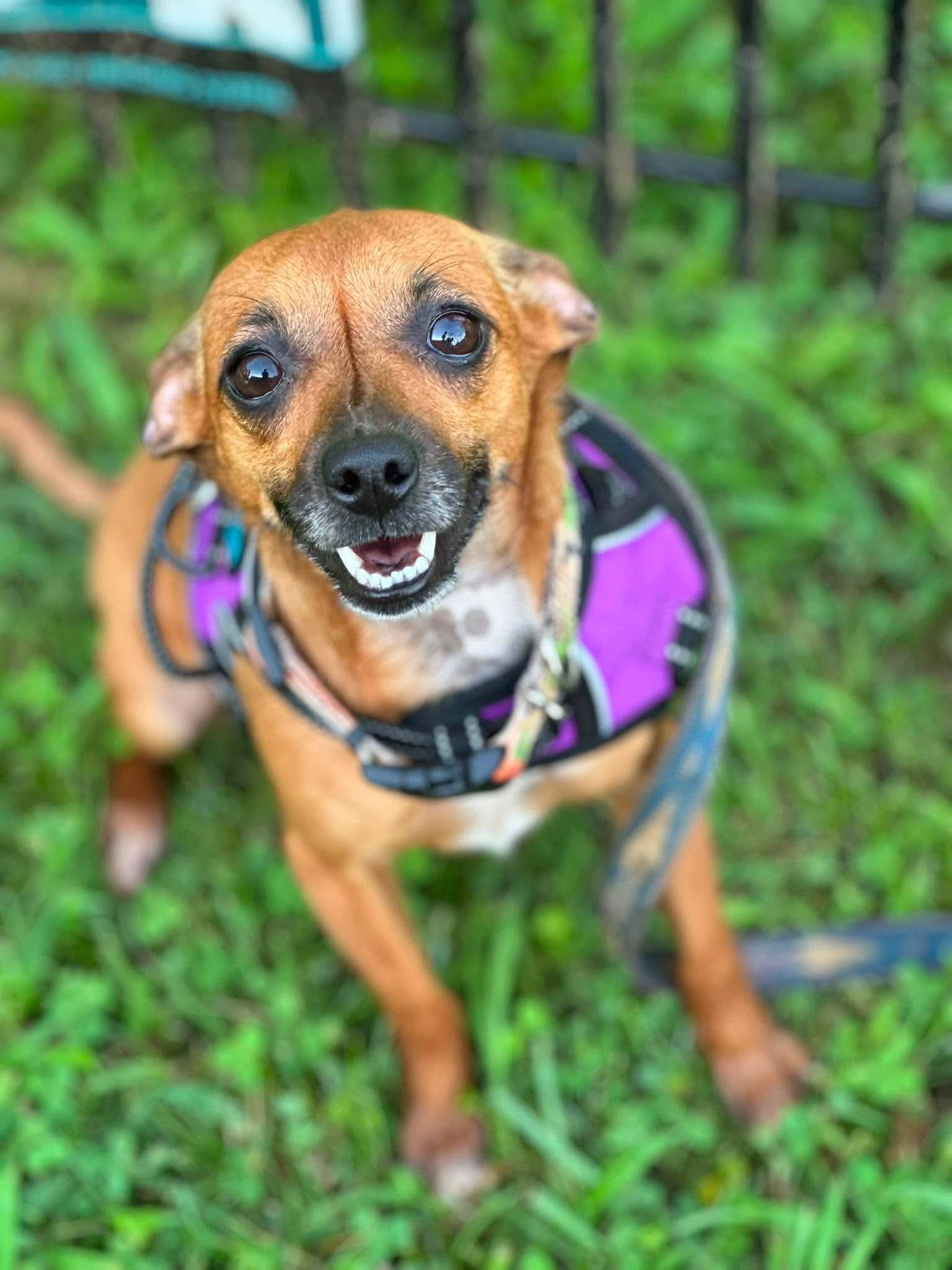 Summer, a Adoptable Chihuahua in Richmond, KY image 2/5