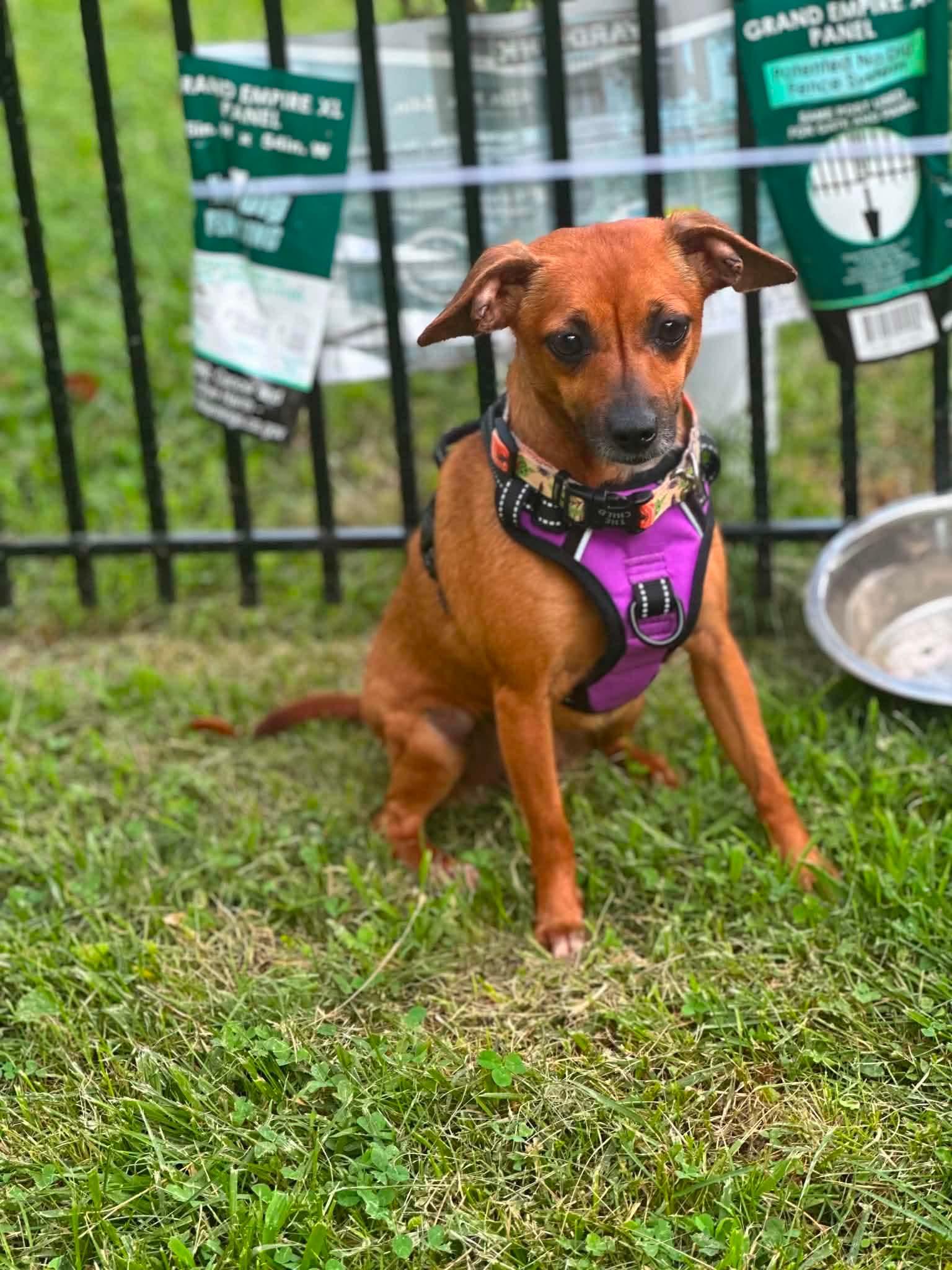 Summer, a Adoptable Chihuahua in Richmond, KY image 3/5