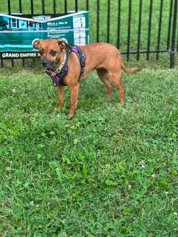 Summer, a Adoptable Chihuahua in Richmond, KY image 4/5
