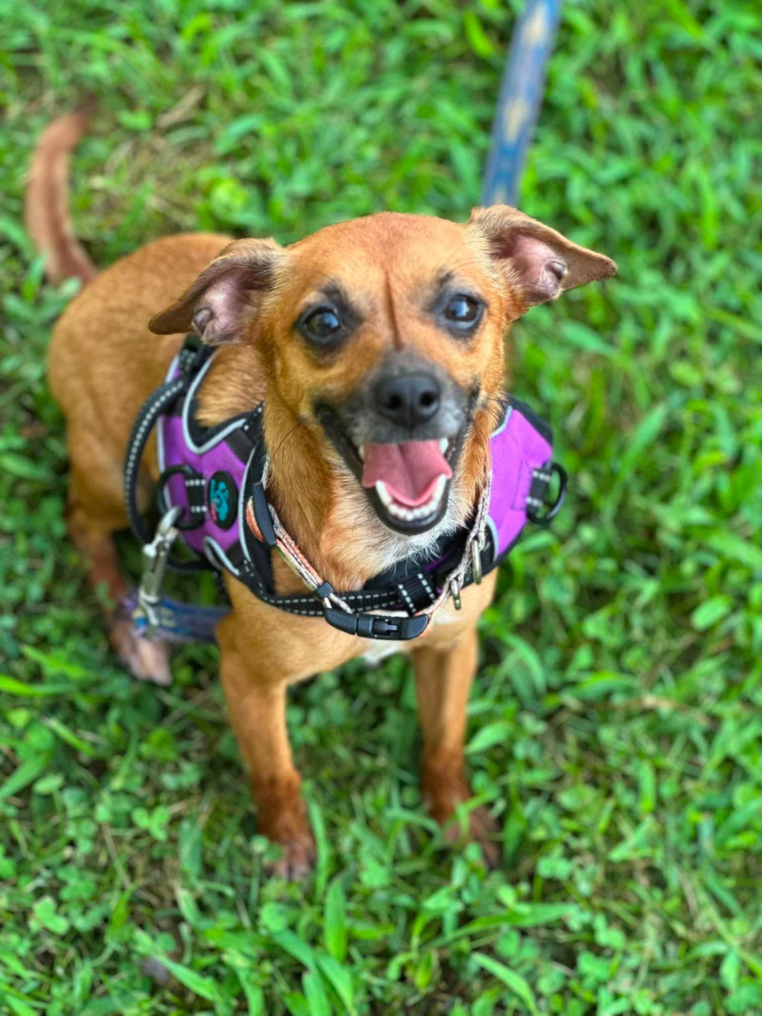 Summer, a Adoptable Chihuahua in Richmond, KY image 5/5