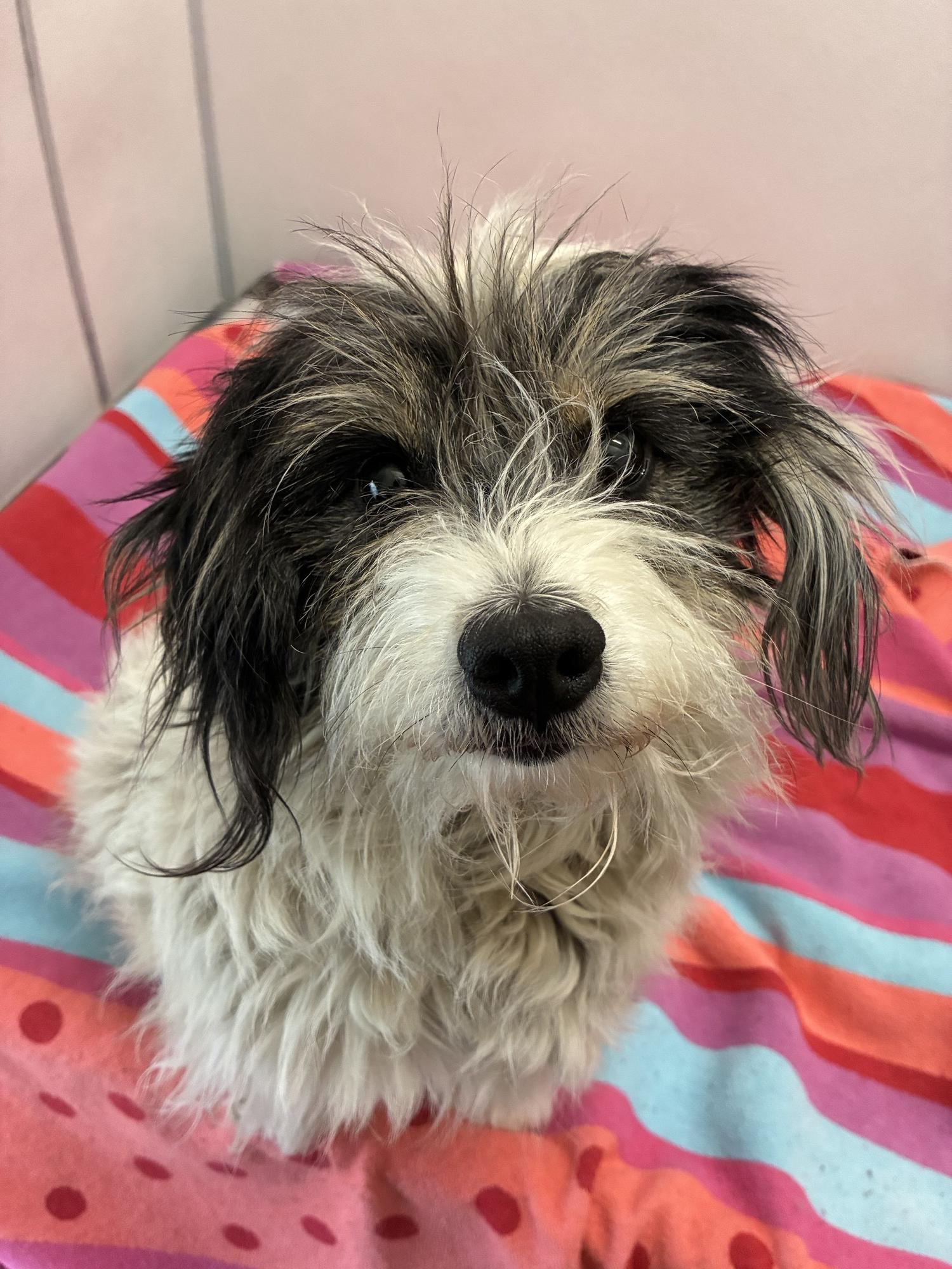 Enlarge ADOPTABLE - Electra, a ADOPTABLE mixed breed in Chilliwack, BC image 1/1