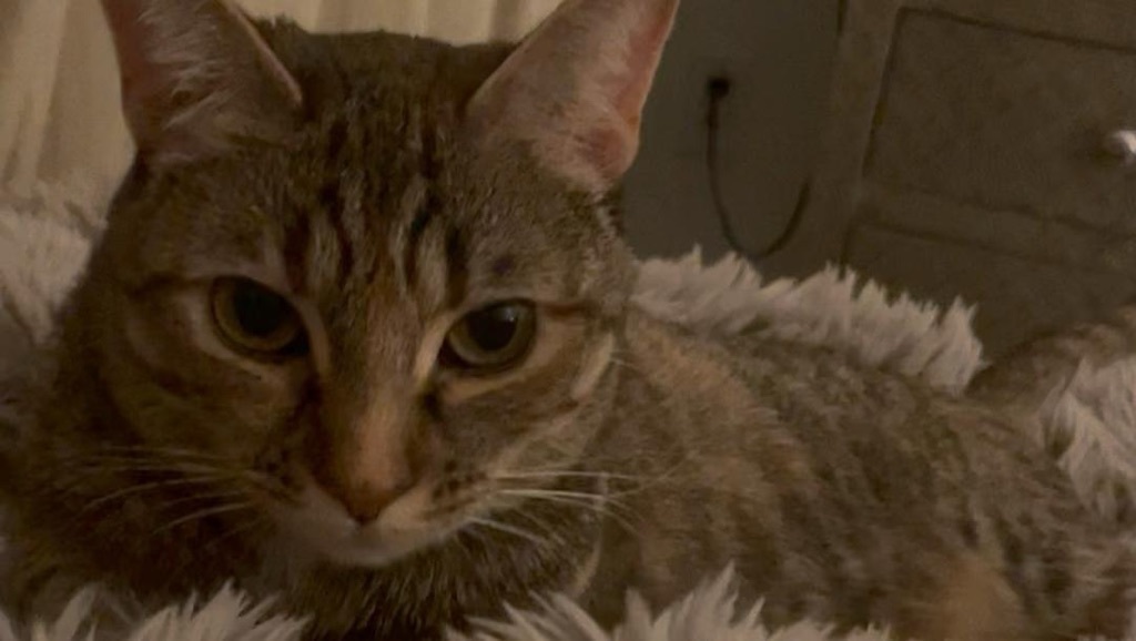 Hildi — thumbnail 3