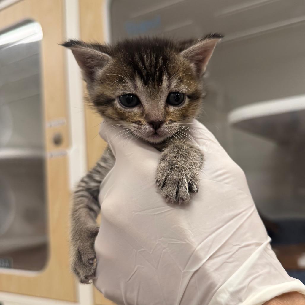 Fefe, Adoptable, Kitten Female Domestic Short Hair.