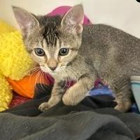 Fefe, a Adoptable Domestic Short Hair in Phoenix, AZ image 2/2