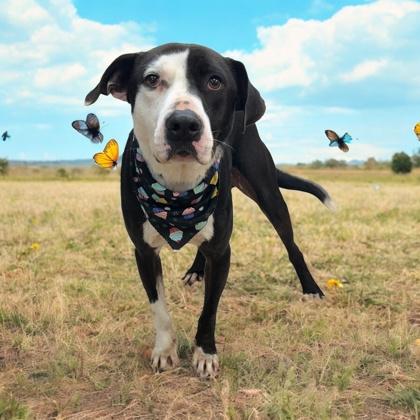 Enlarge Rocky, a Adoptable mixed breed in LaGrange, GA image 1/3