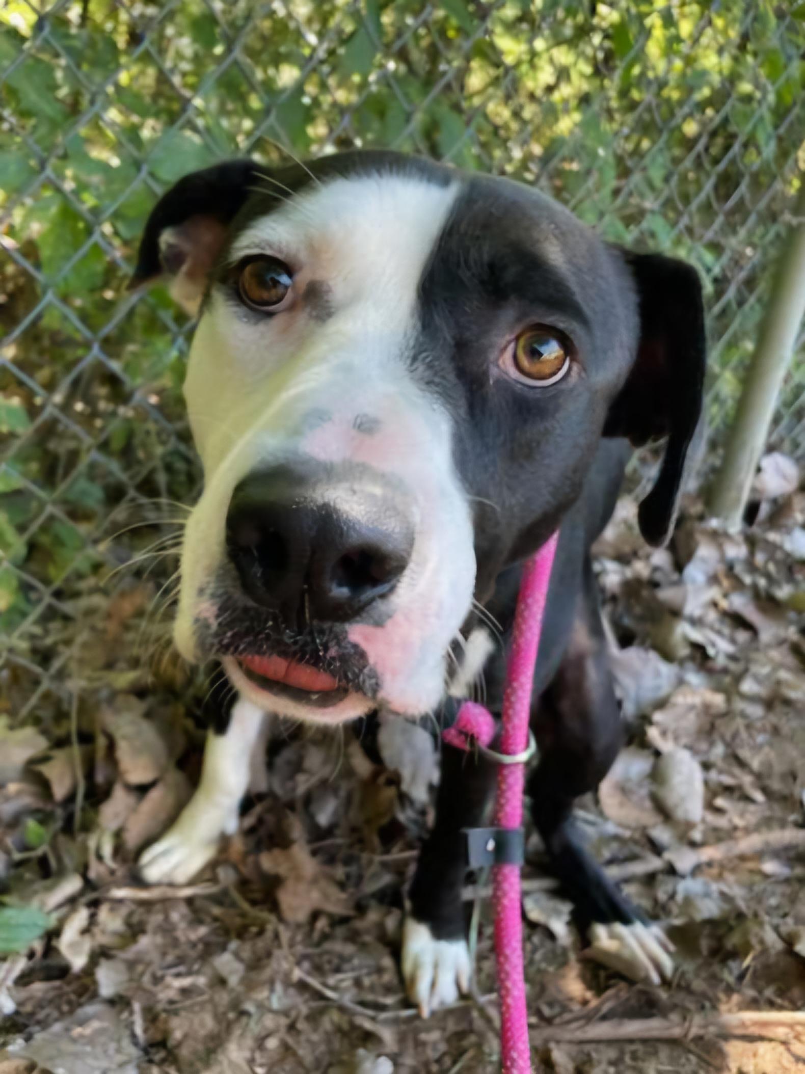 Enlarge Rocky, a Adoptable mixed breed in LaGrange, GA image 2/3
