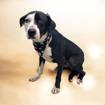 Enlarge Rocky, a Adoptable mixed breed in LaGrange, GA image 3/3