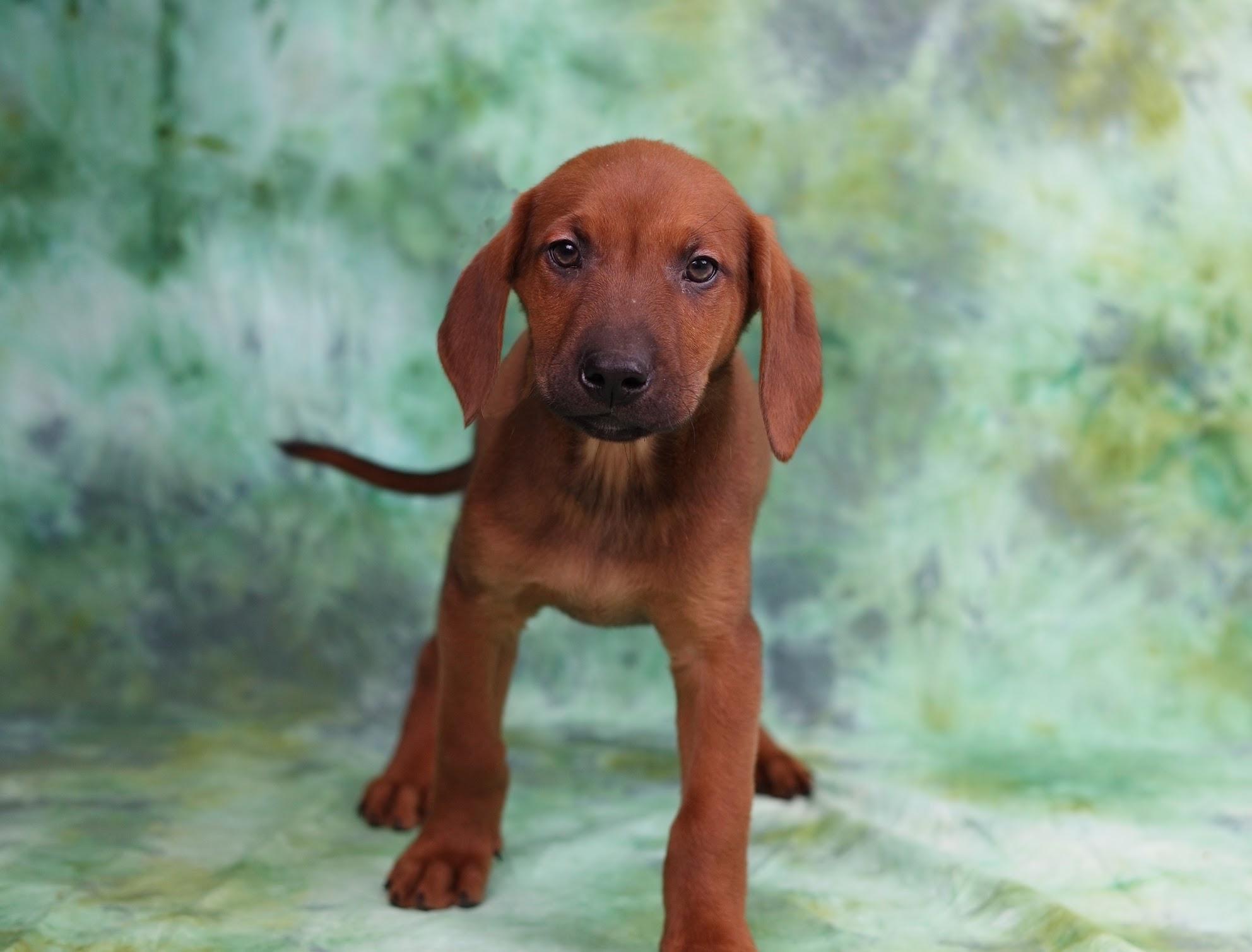 Winston, ADOPTABLE, Puppy Male Black and Tan Coonhound & Husky.