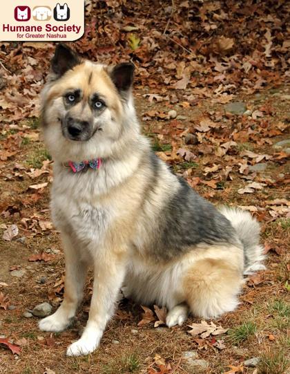 Kora, Adoptable, Adult Female Husky.