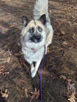 Enlarge Kora, a Adoptable mixed breed in Nashua, NH image 2/3
