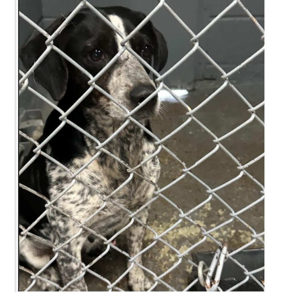 Fuzzy Dice — thumbnail 2