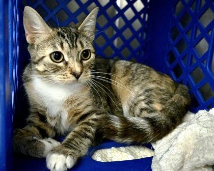 Enlarge Fern, a Adoptable Domestic Short Hair in West Seneca, NY image 1/3