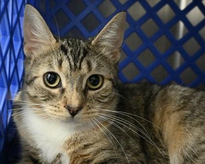 Enlarge Fern, a Adoptable Domestic Short Hair in West Seneca, NY image 2/3