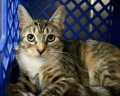 Enlarge Fern, a Adoptable Domestic Short Hair in West Seneca, NY image 3/3