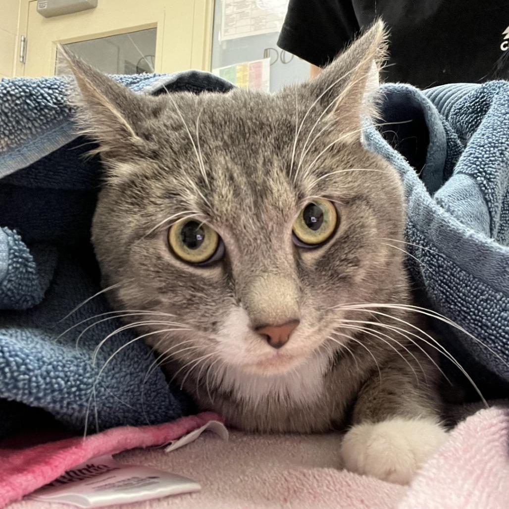 Enlarge Rimuru, a Adoptable American Shorthair in Murray, UT image 1/1