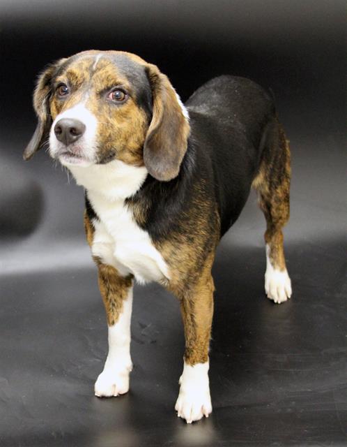 BUDDY, Adoptable, Adult Male Beagle & Mixed Breed.