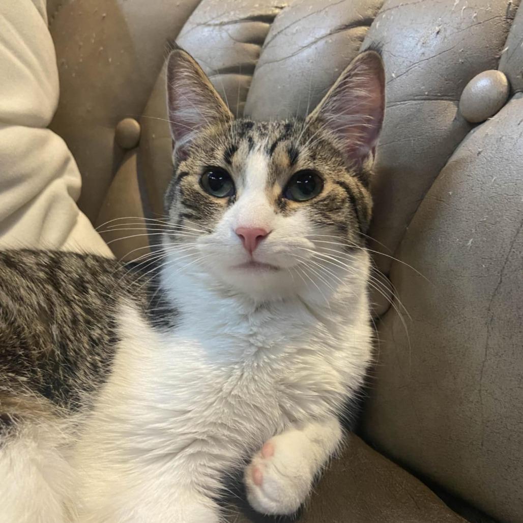 Enlarge Maya, a Adoptable Domestic Short Hair in North Battleford, SK image 1/4