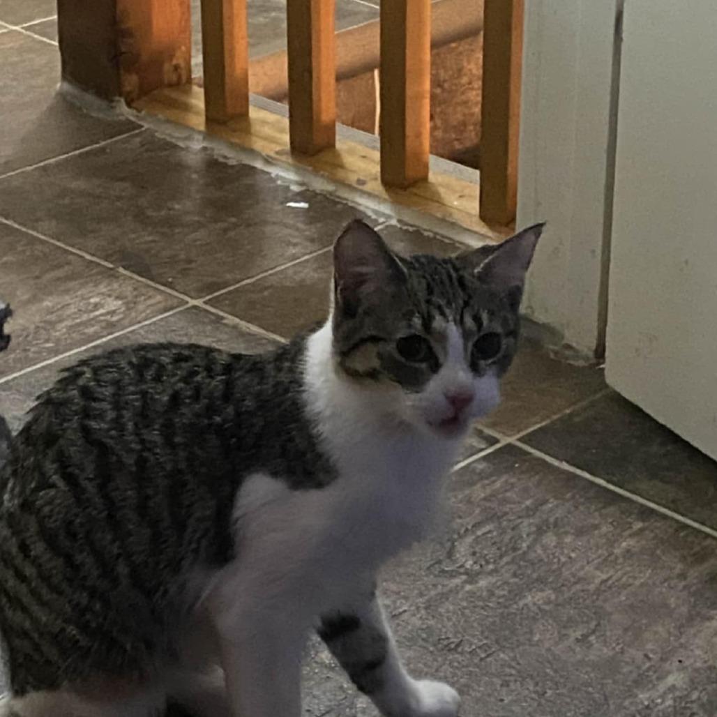 Enlarge Maya, a Adoptable Domestic Short Hair in North Battleford, SK image 2/4