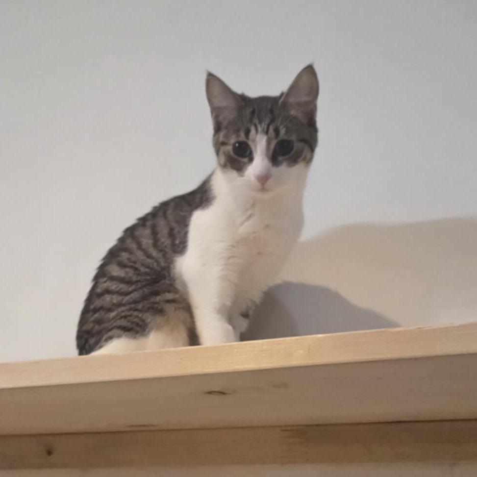 Enlarge Maya, a Adoptable Domestic Short Hair in North Battleford, SK image 3/4