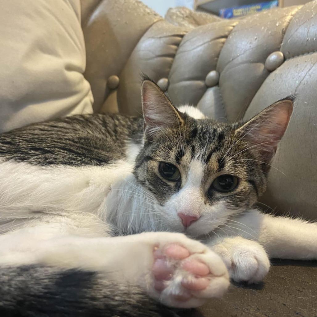 Enlarge Maya, a Adoptable Domestic Short Hair in North Battleford, SK image 4/4