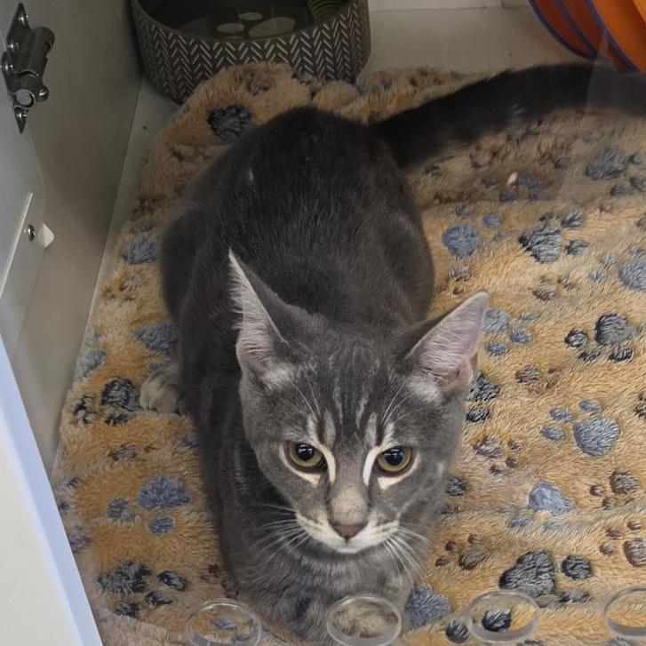 Smoke, Adoptable, Kitten Female Domestic Short Hair.