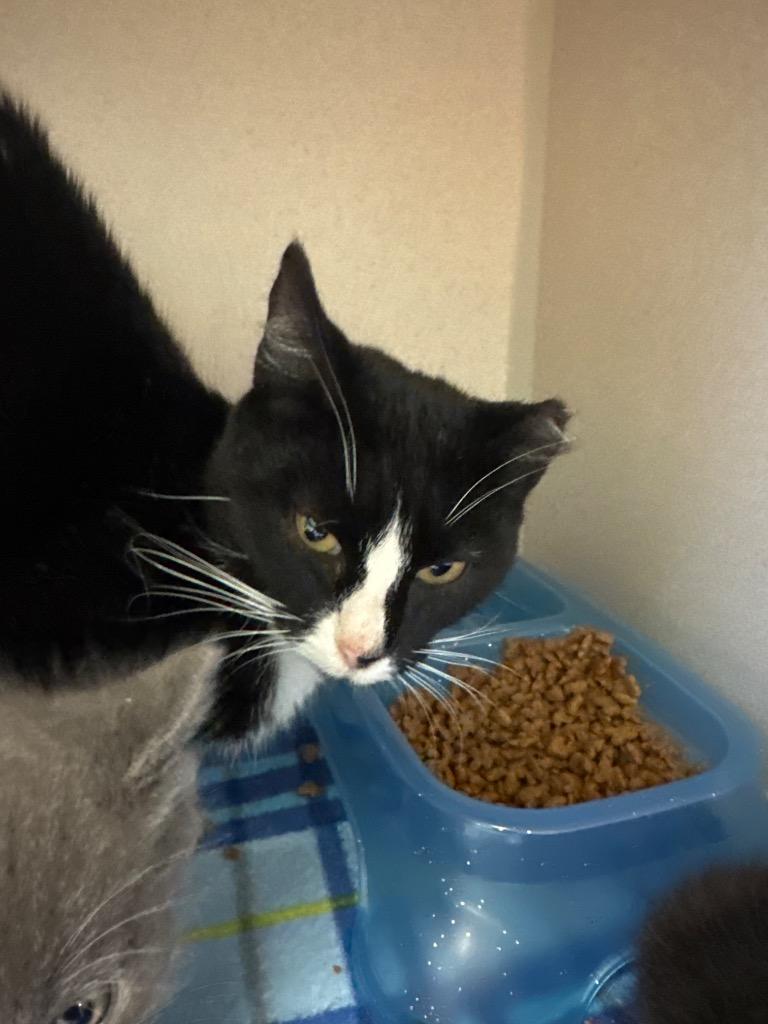 Enlarge Turkey, a Adoptable mixed breed in Morgantown, KY image 1/1