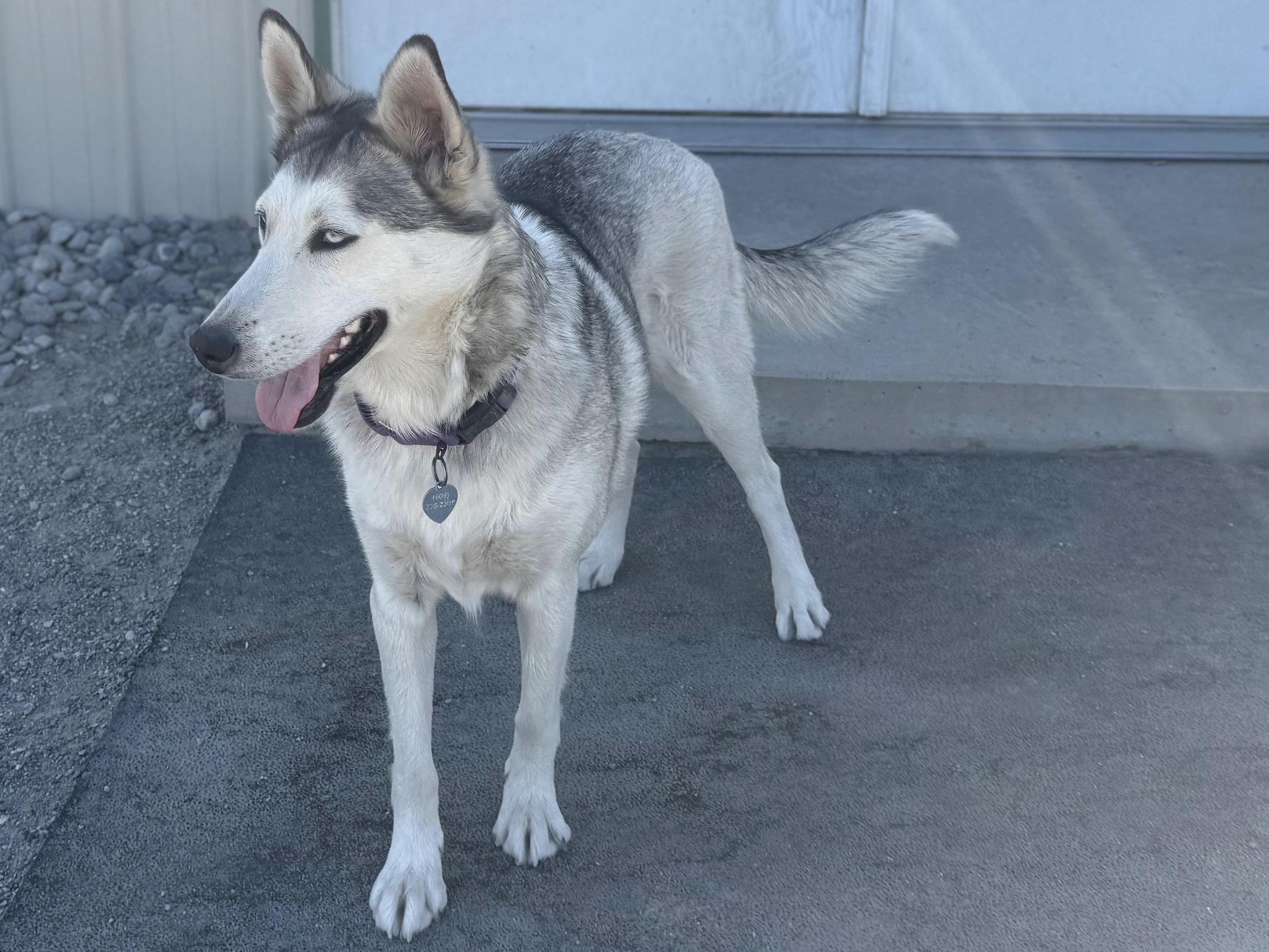 Lexington, an adoptable Husky in Republic, WA, 99166 | Photo Image 5