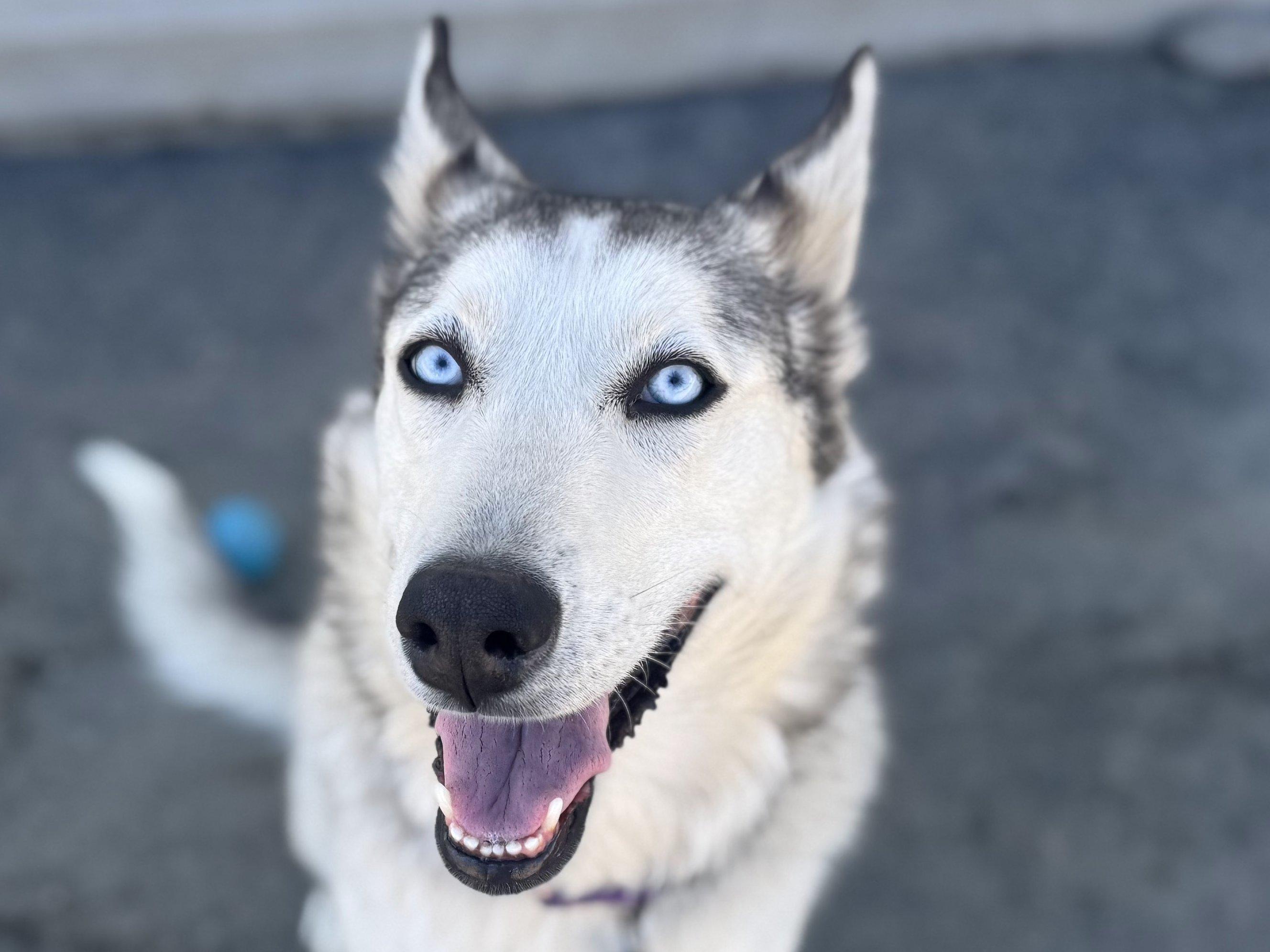 Lexington, Adult Female Husky