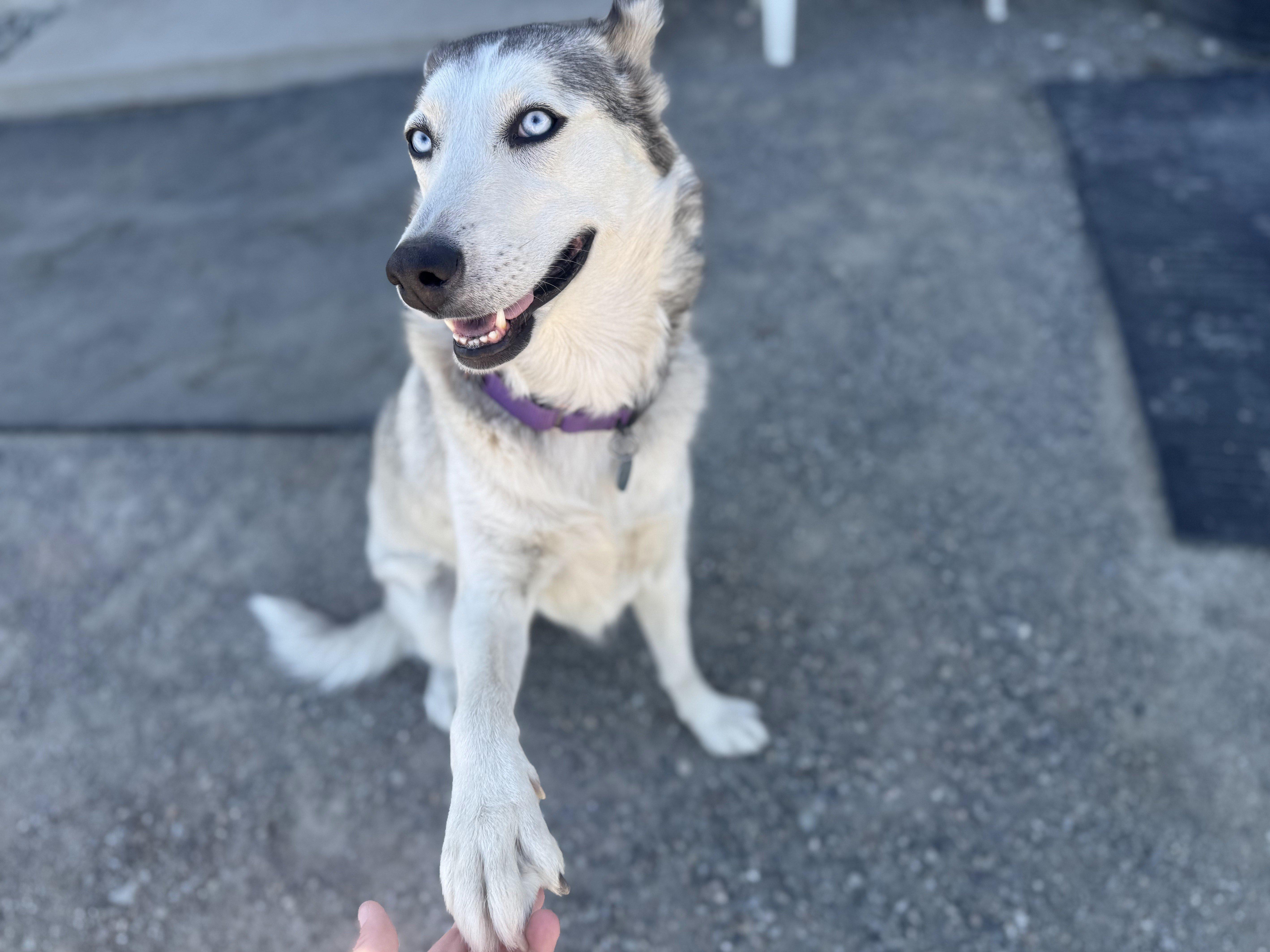 Lexington, an adoptable Husky in Republic, WA, 99166 | Photo Image 2