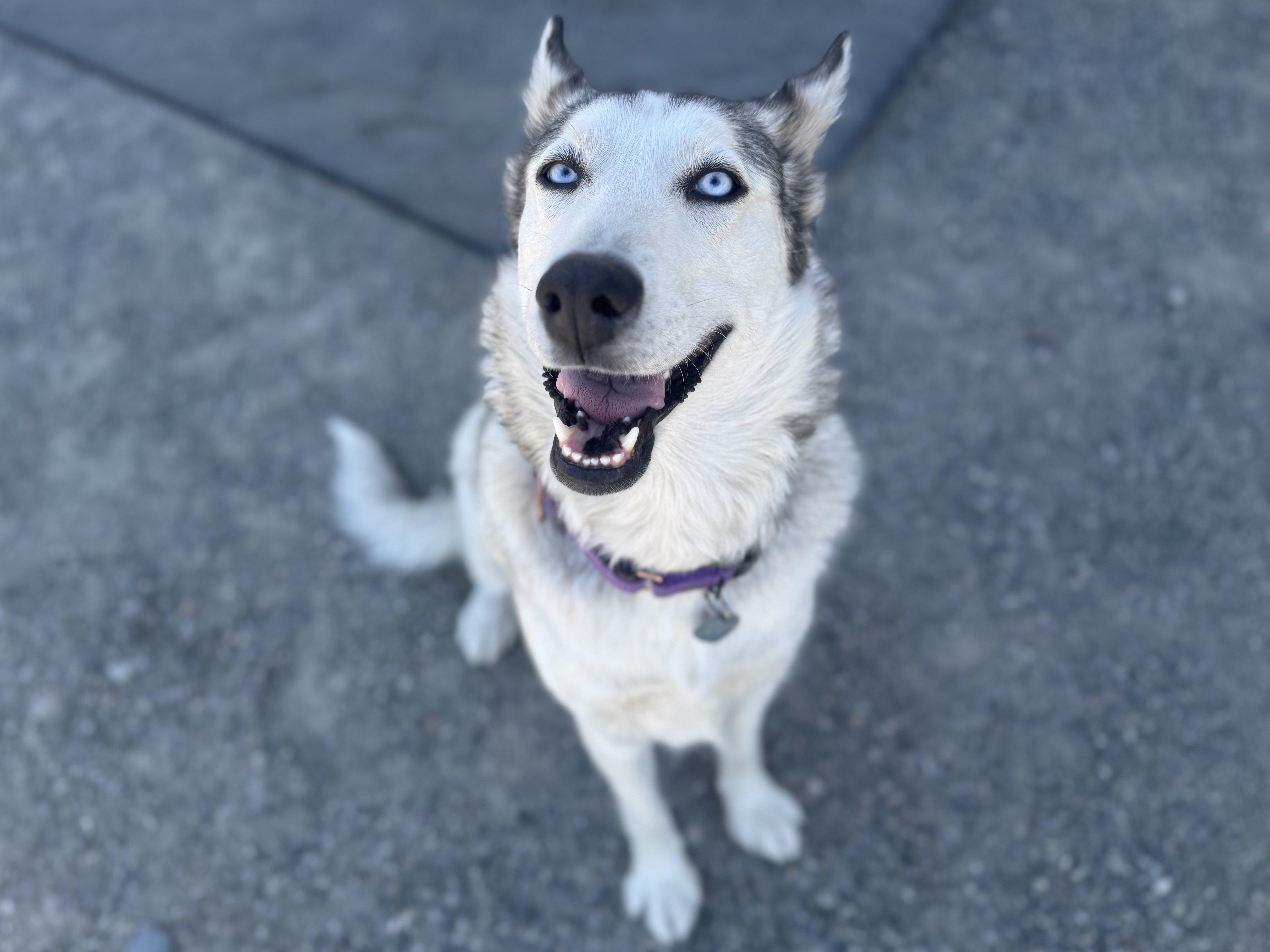 Lexington, an adoptable Husky in Republic, WA, 99166 | Photo Image 4