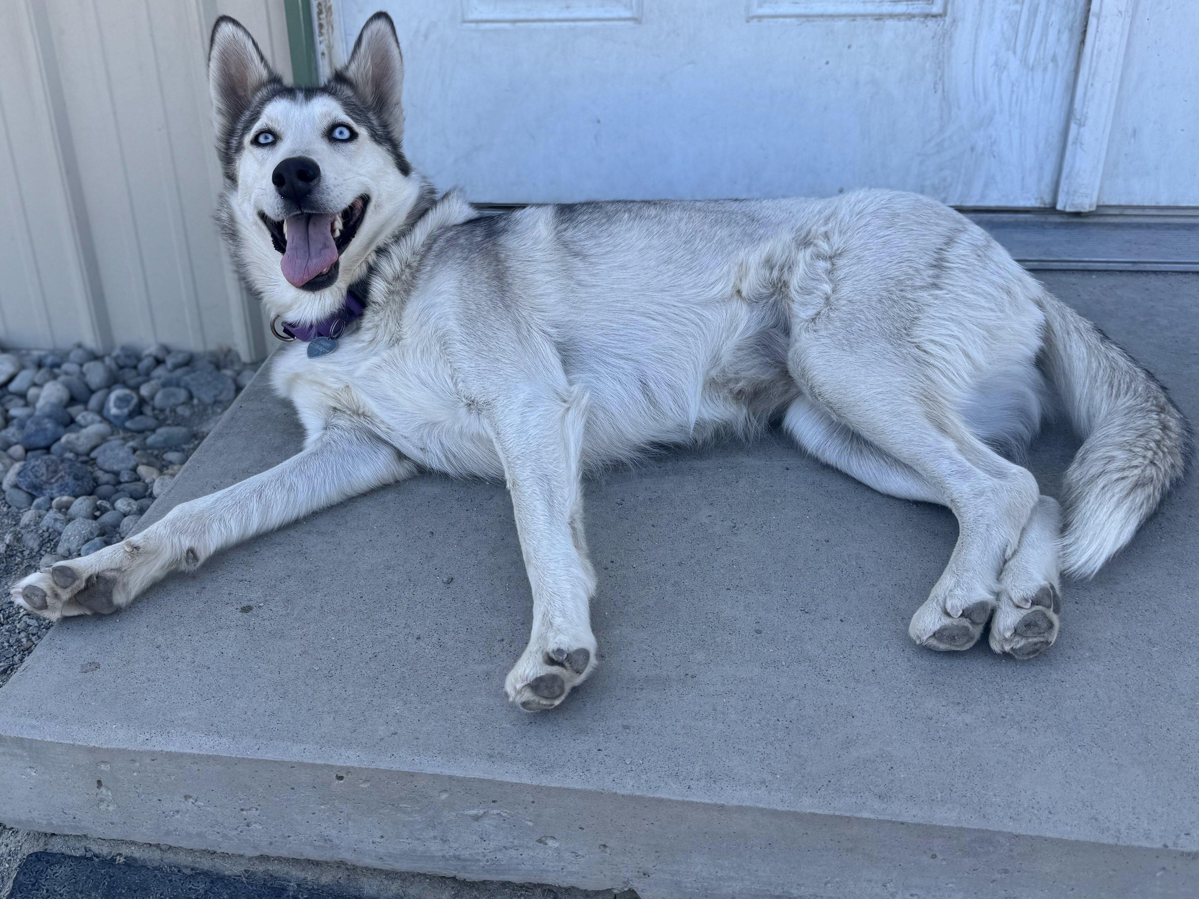 Lexington, an adoptable Husky in Republic, WA, 99166 | Photo Image 3