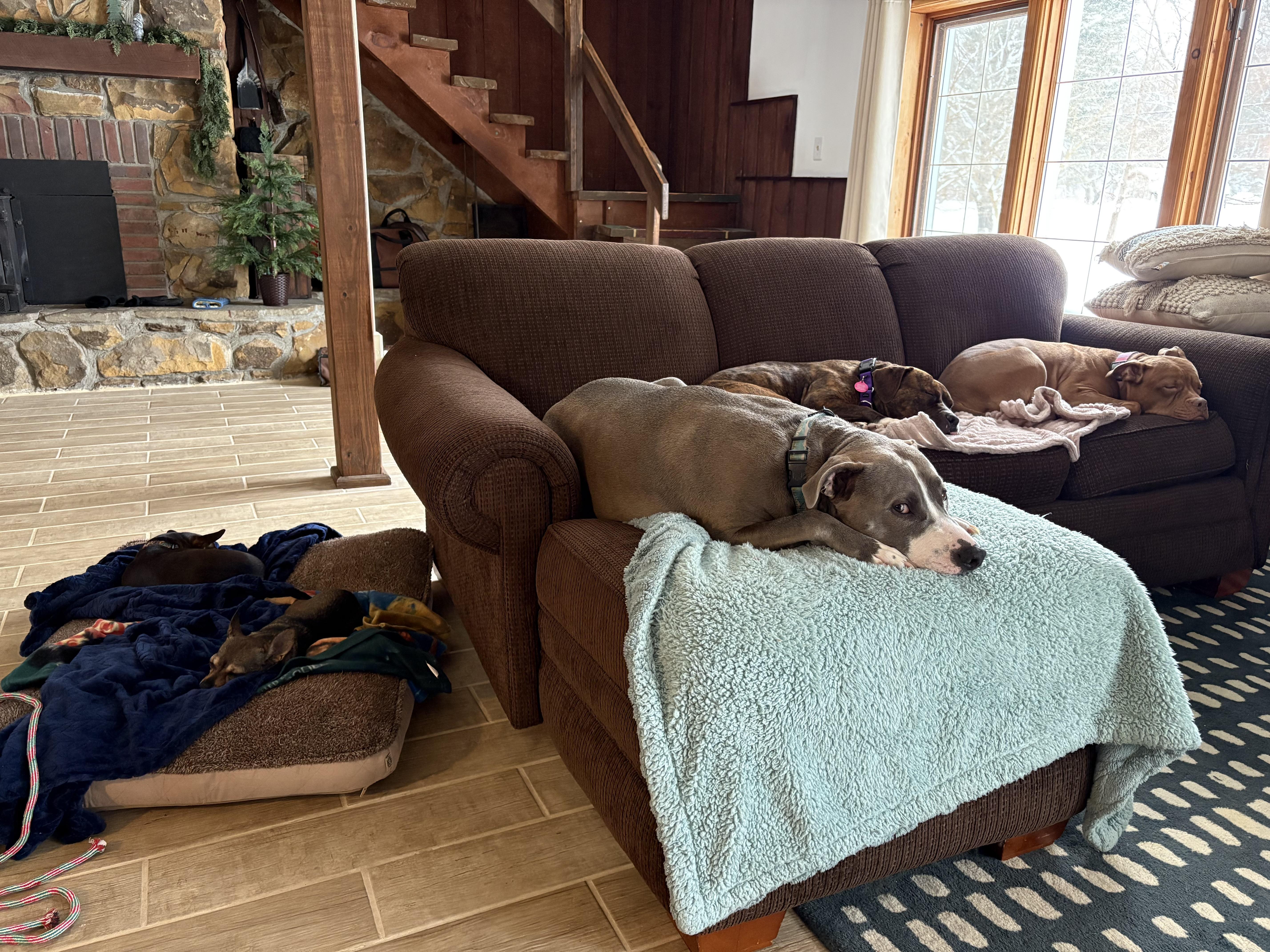 Enlarge Lottie, a ADOPTABLE mixed breed in Derby, NY image 6/6