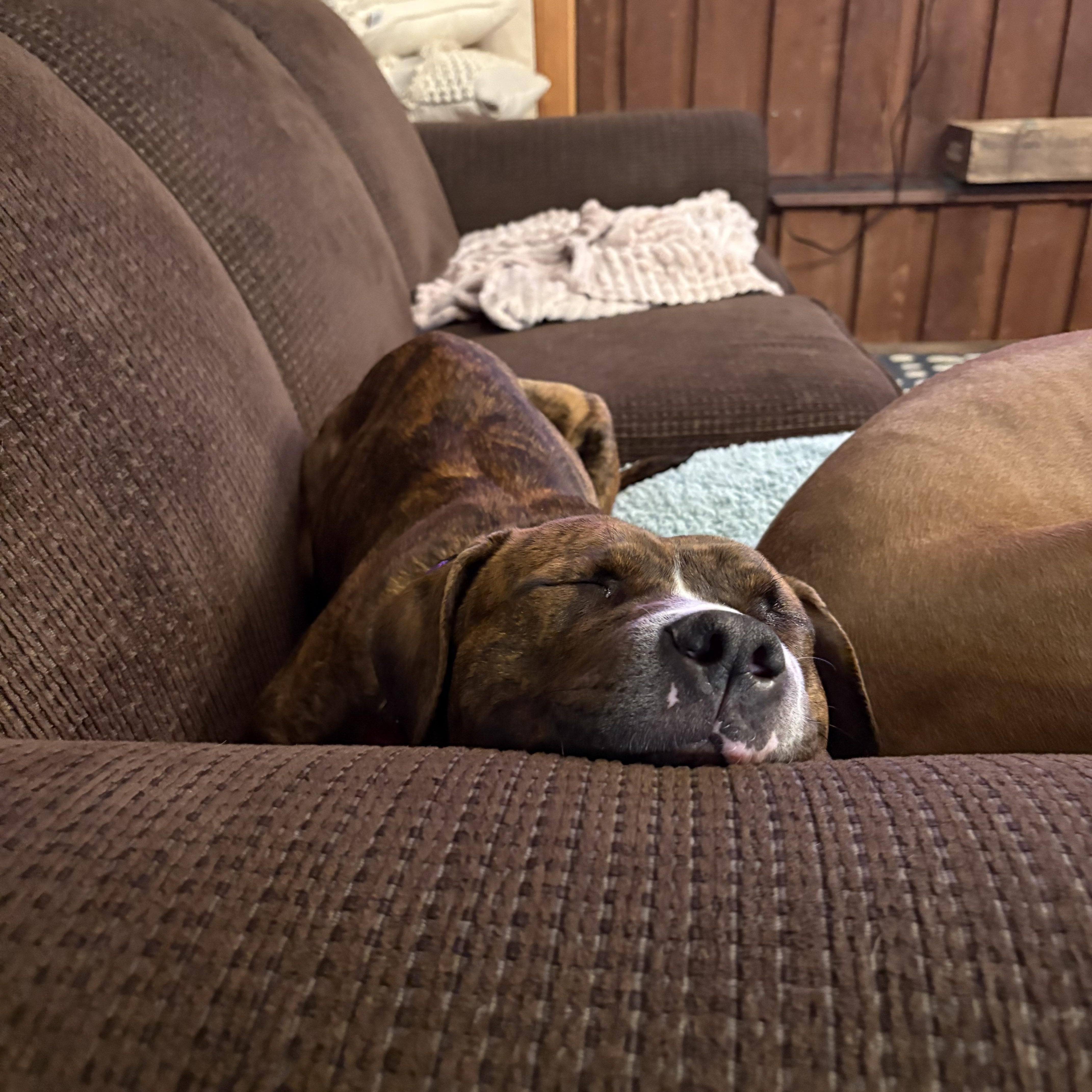 Enlarge Lottie, a ADOPTABLE mixed breed in Derby, NY image 4/6