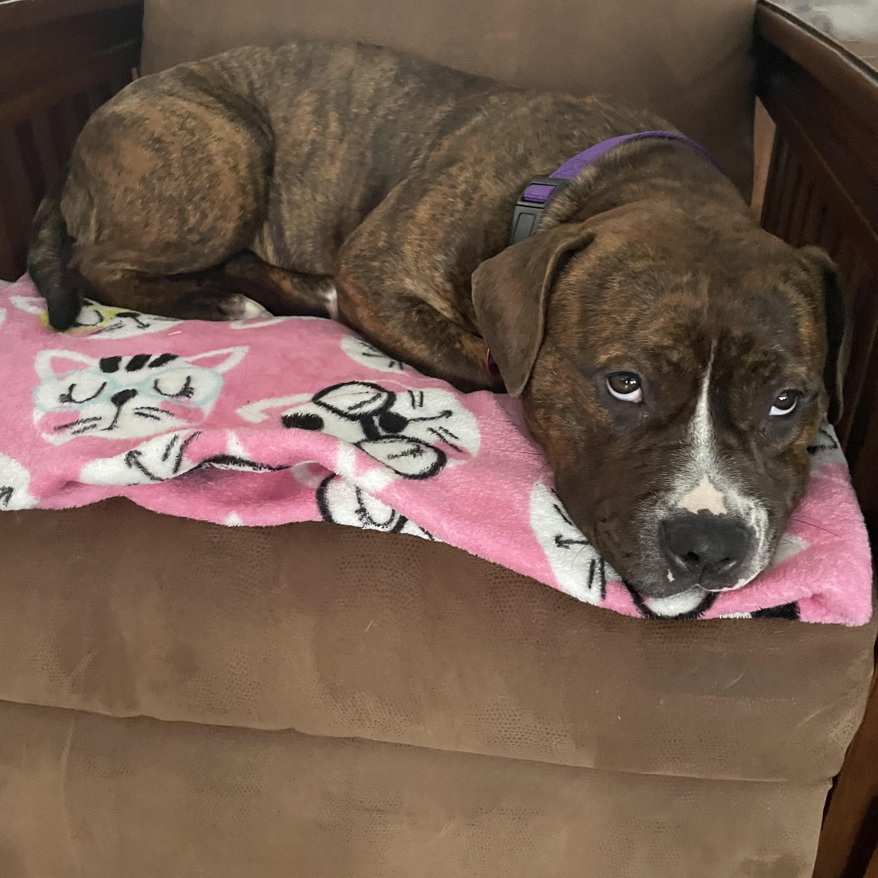 Enlarge Lottie, a ADOPTABLE mixed breed in Derby, NY image 3/6