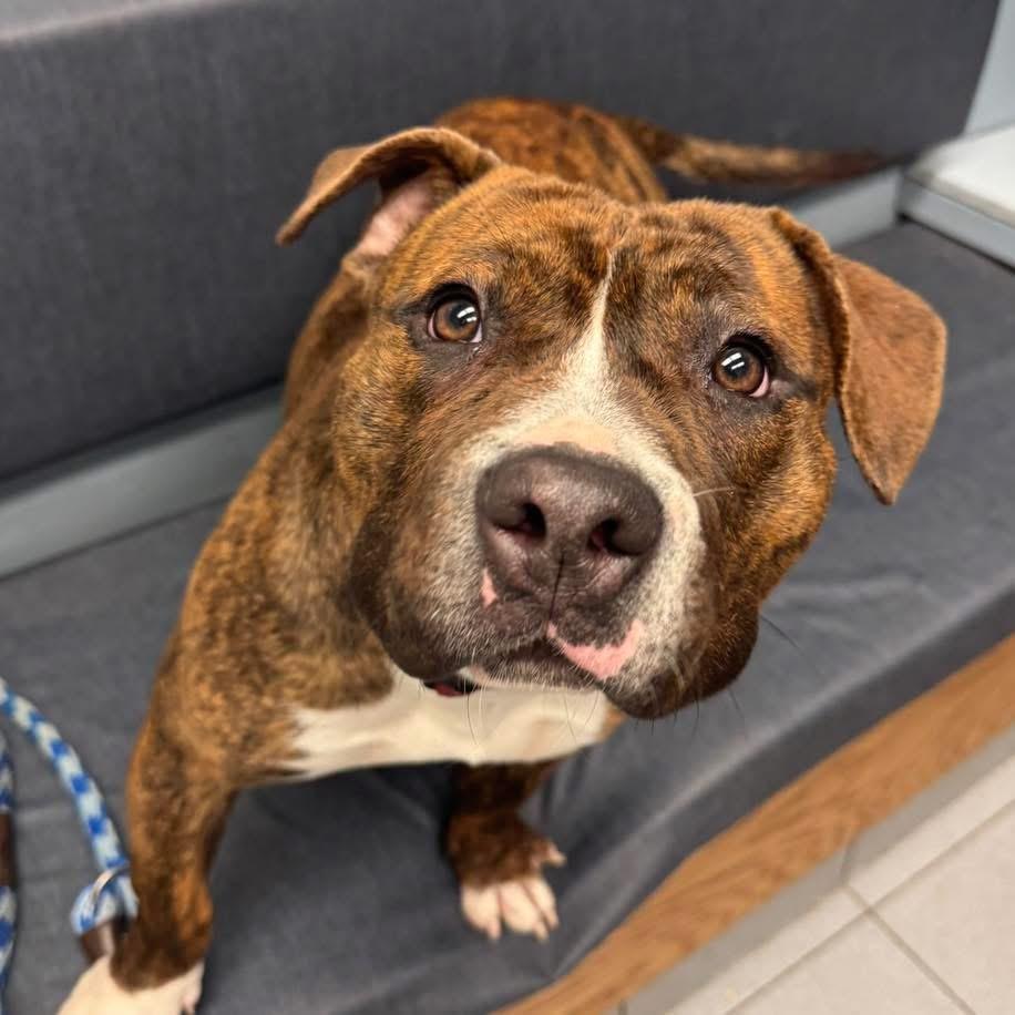 Enlarge Lottie, a ADOPTABLE mixed breed in Derby, NY image 1/6