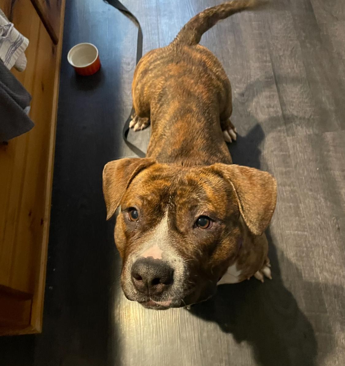 Enlarge Lottie, a ADOPTABLE mixed breed in Derby, NY image 2/6