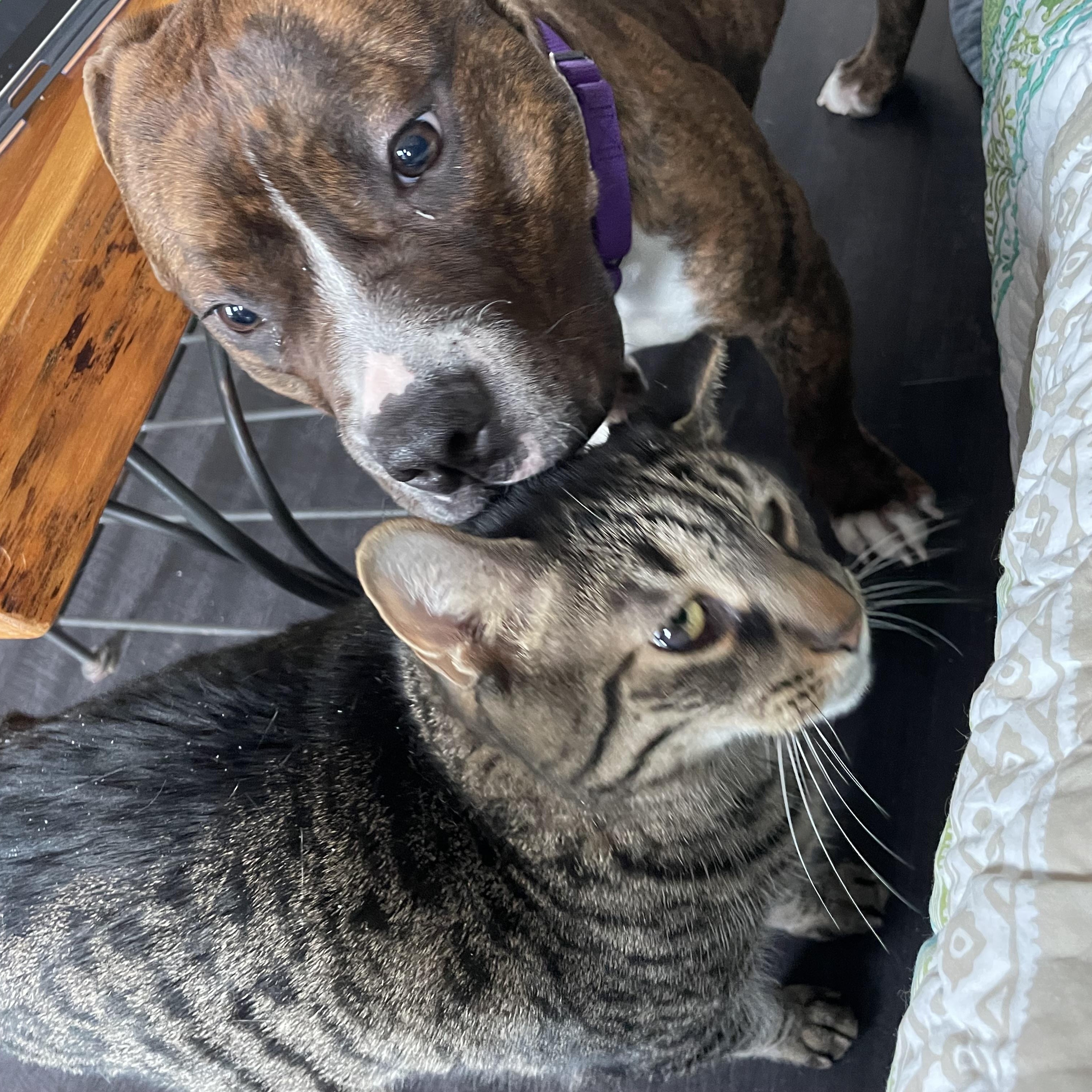 Enlarge Lottie, a ADOPTABLE mixed breed in Derby, NY image 5/6