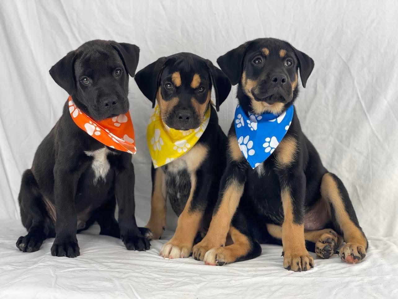 Benson the Rottweiler Mix Puppy, a Adoptable mixed breed in Muskego, WI image 3/3