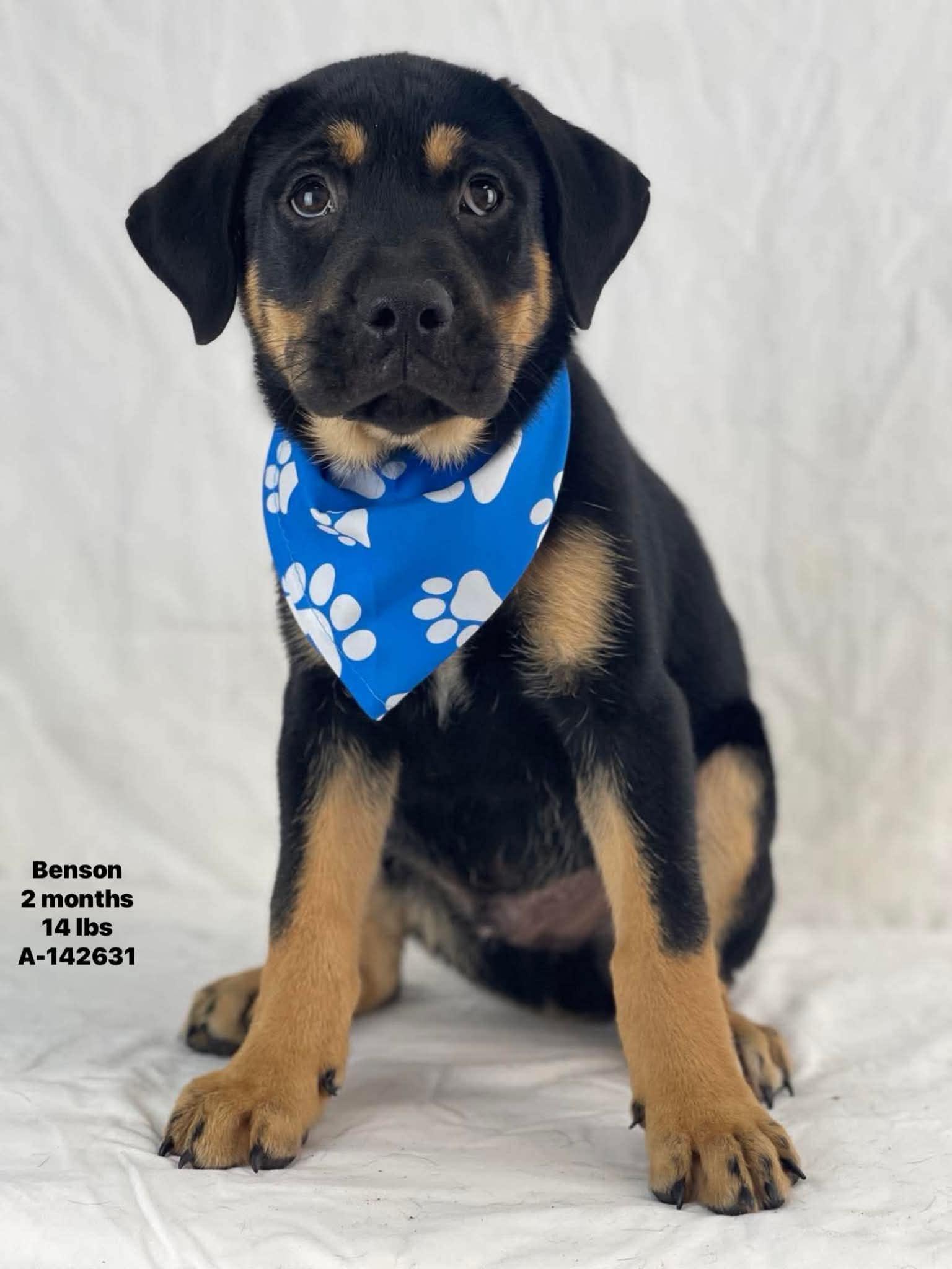 Benson the Rottweiler Mix Puppy, Adoptable, Puppy Male Rottweiler & Labrador Retriever.