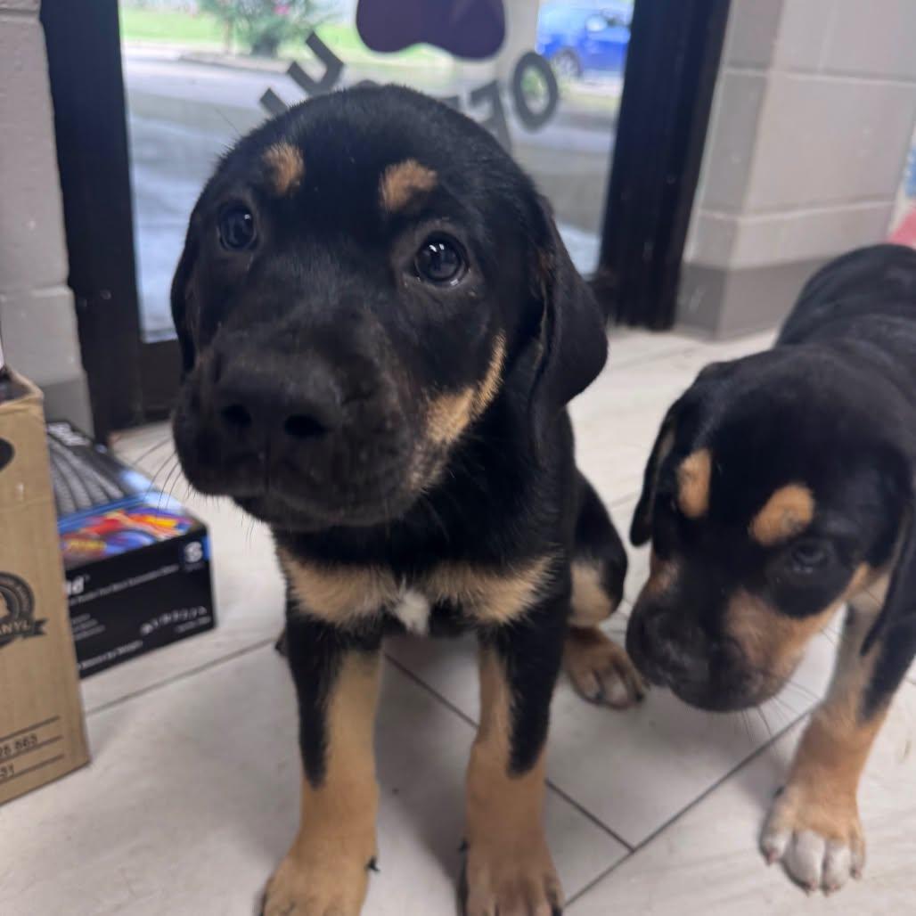 Benson the Rottweiler Mix Puppy, a Adoptable mixed breed in Muskego, WI image 2/3