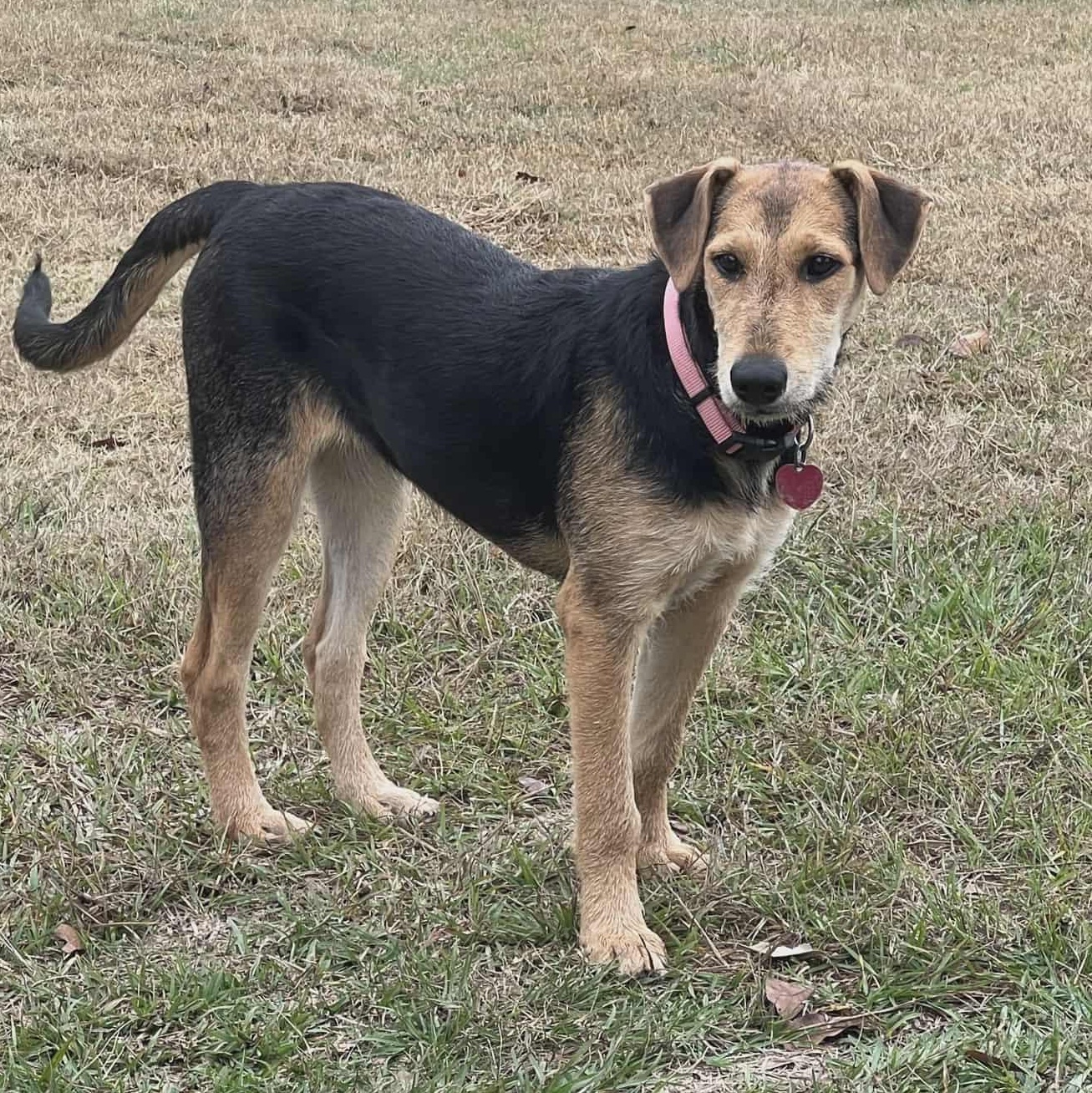 Holly, Adoptable, Young Female Airedale Terrier & Hound.