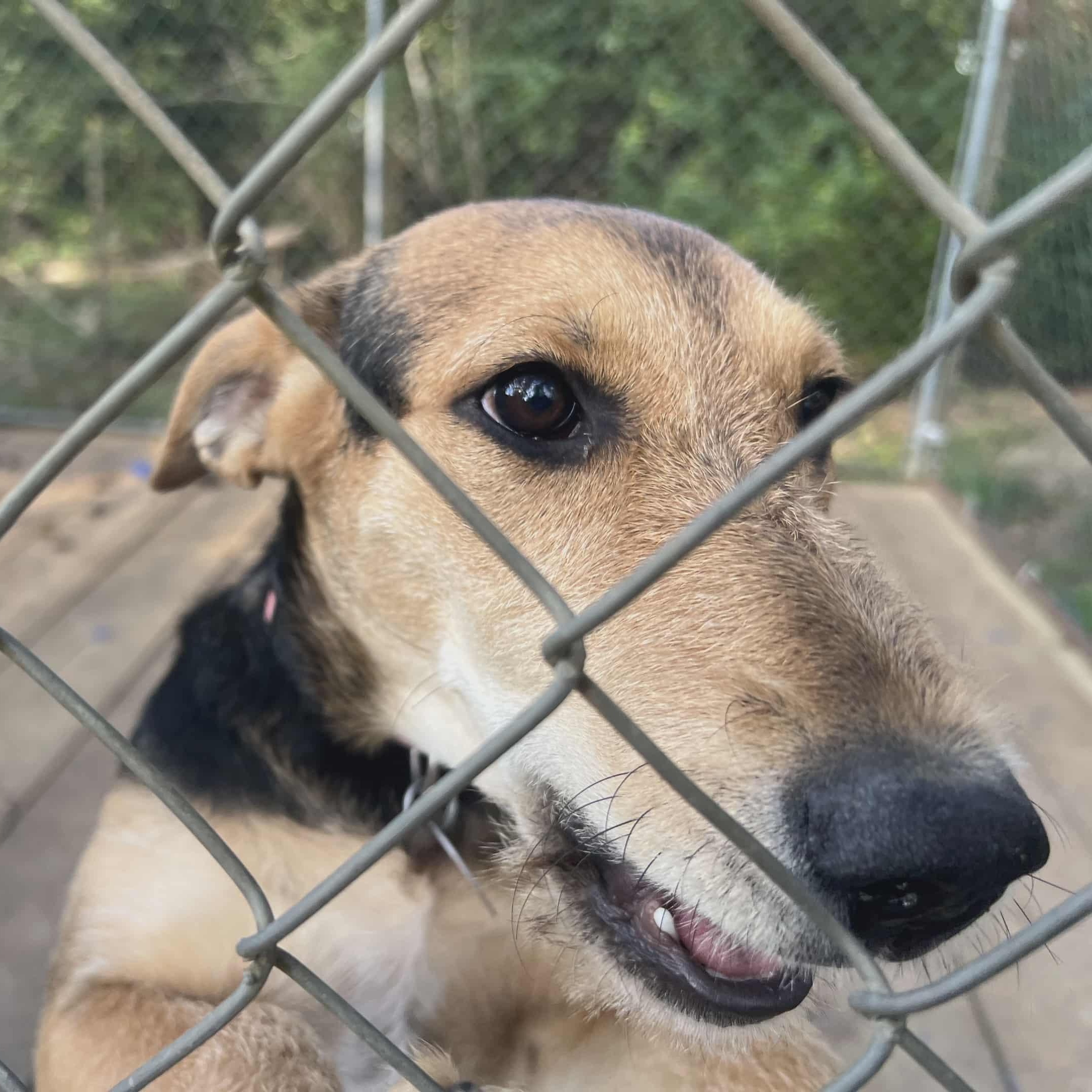 Enlarge Holly, a Adoptable mixed breed in Plainville, CT image 5/5