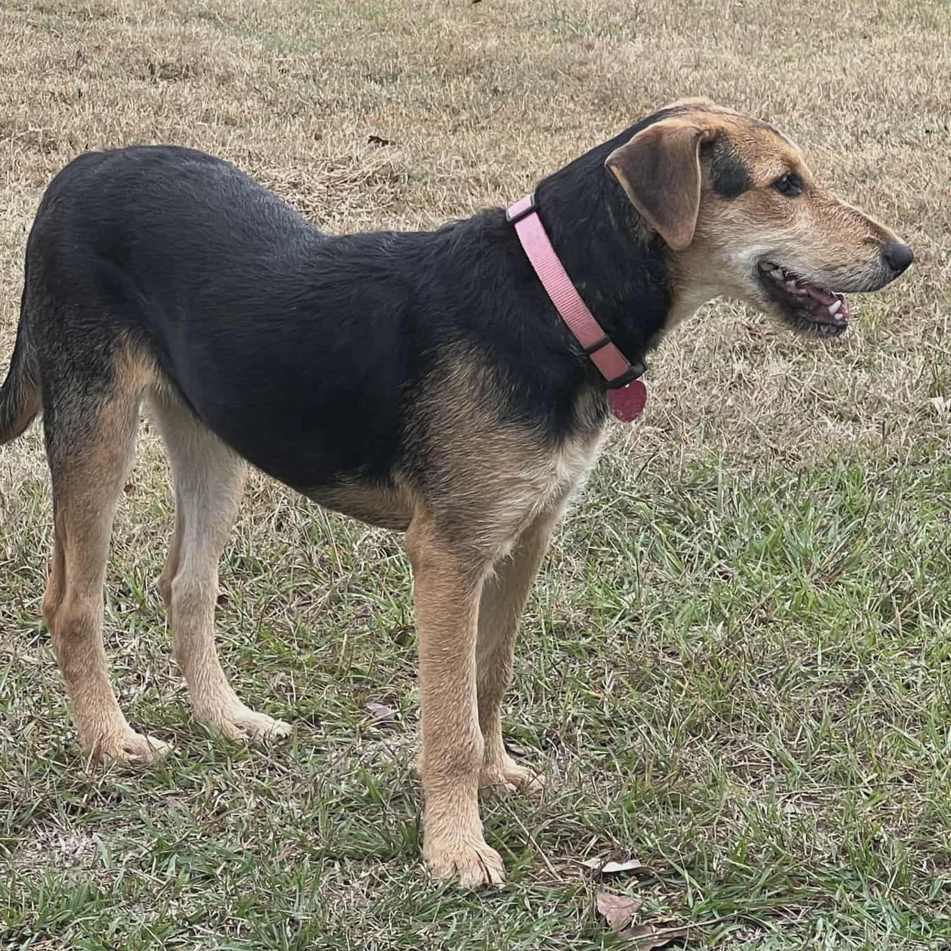 Enlarge Holly, a Adoptable mixed breed in Plainville, CT image 2/5